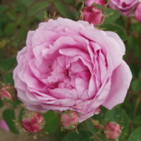 Centifolia (cabbage) rose