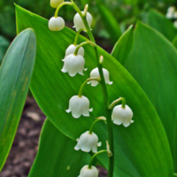 lily of the valley photo.JPG