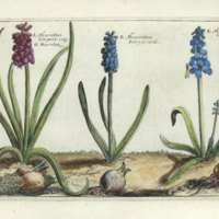 hyacinth drawing.jpg