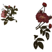 apothecary-roses.gif